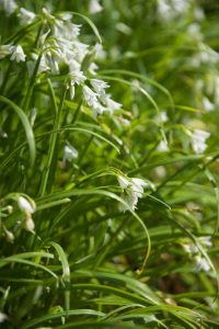 Des contrées lointaines aux paysages de Bréhat : les plantes invasives