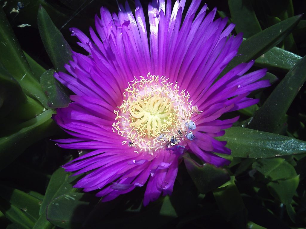 Fleur de la griffe de sorcières