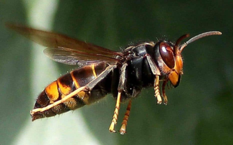 LUTTE CONTRE LE FRELON ASIATIQUE ÎLEDEBRÉHAT