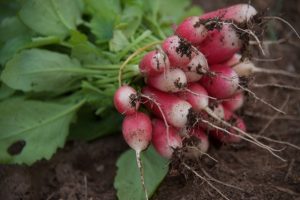 Projet Alimentaire Territorial de Bréhat