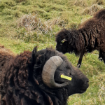 Interview – Ewen et l’éco-pâturage avec des moutons