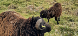 Interview – Ewen et l’éco-pâturage avec des moutons