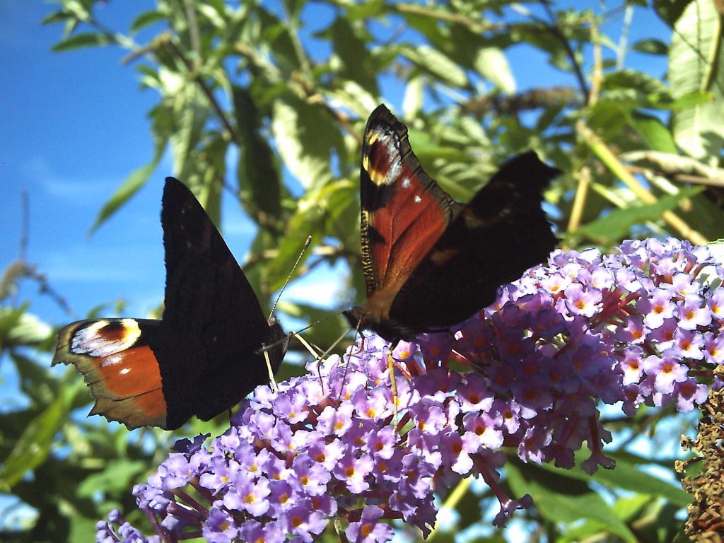 fleur et papillons