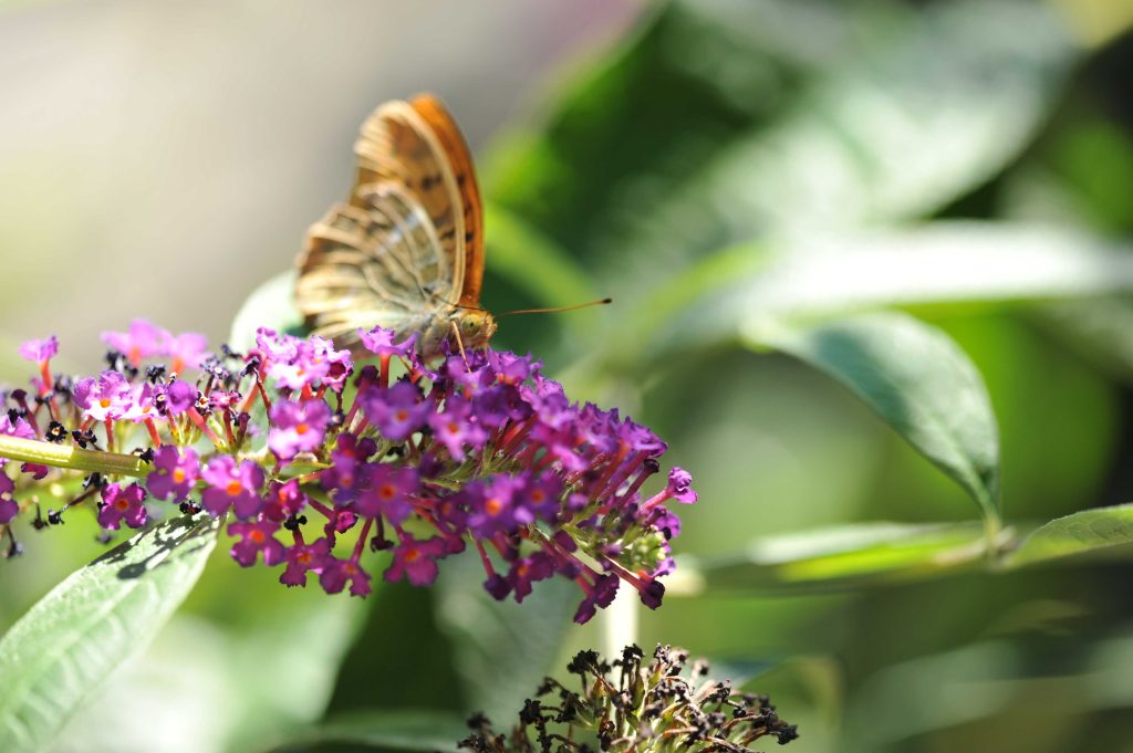 fleur et papillon