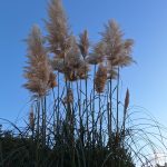 Lutte contre les herbes de la Pampa