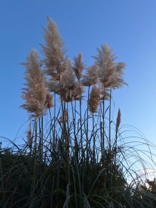 Lutte contre les herbes de la Pampa