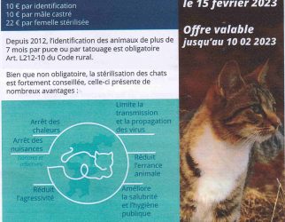 flyer chat errant